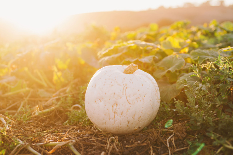 michelle roller photography