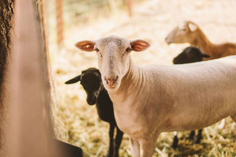 Pioneer Valley High School senior portraits